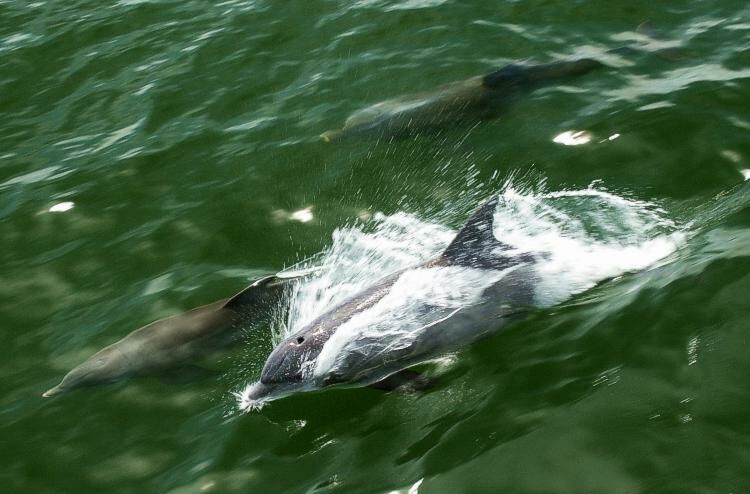 Click to See Next Image